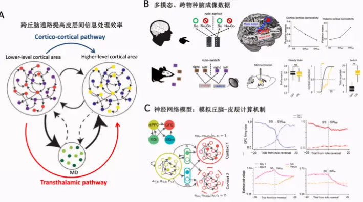 为什么加入生物力学和心理辅导后编排更惊艳？